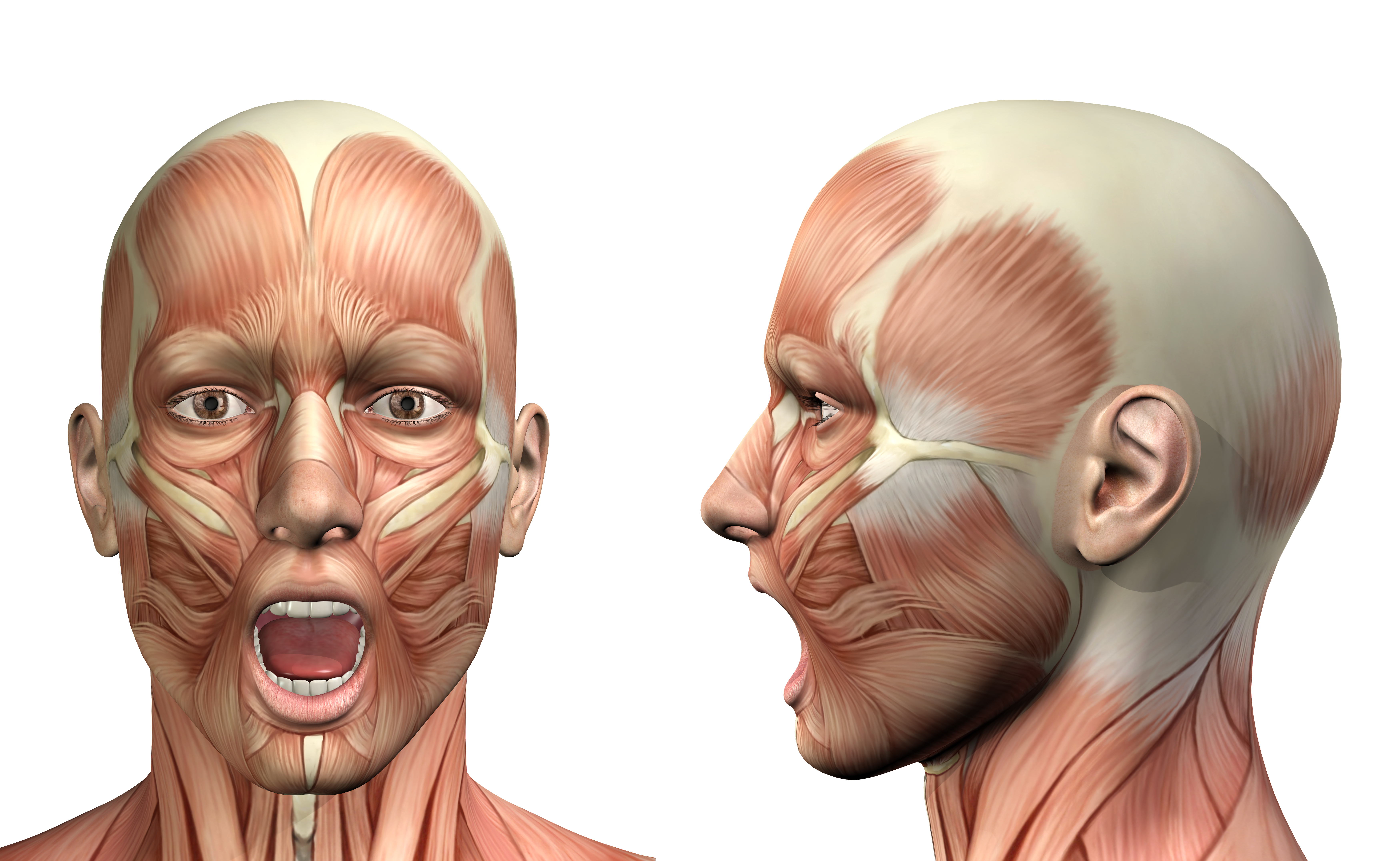 anatomia da face musculatura
