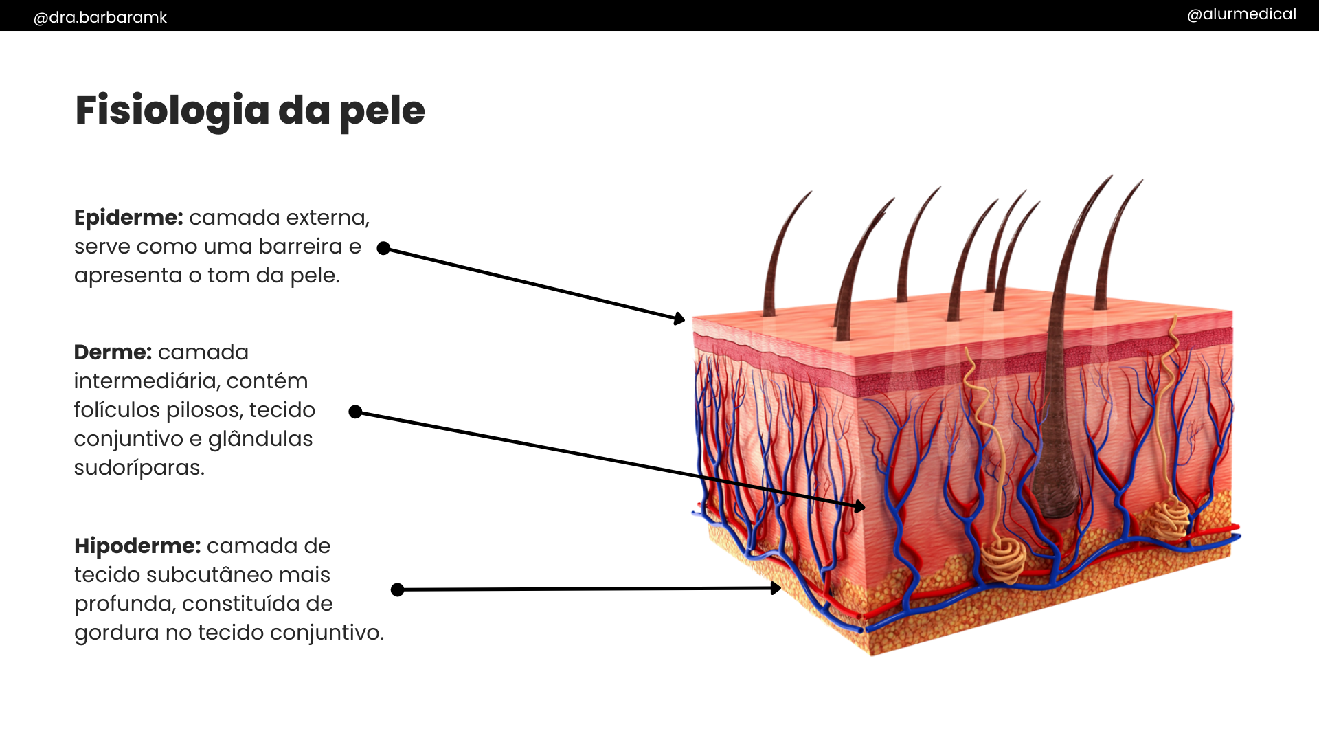 Fisiologia da pele camadas da pele