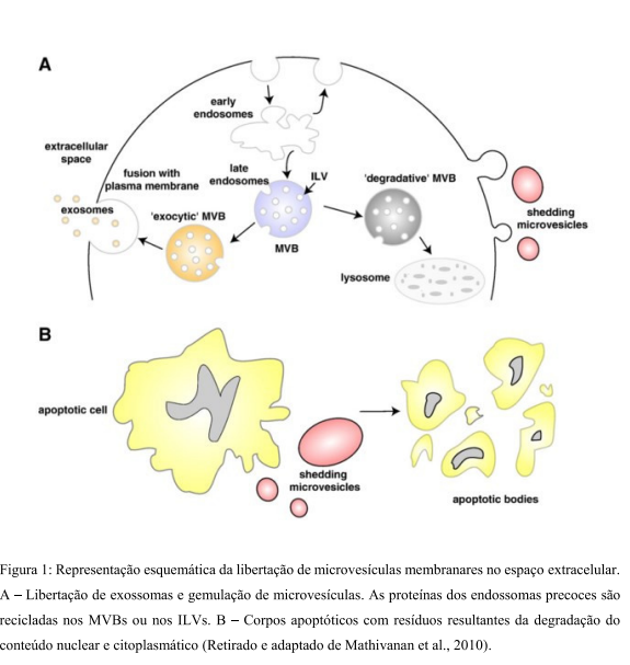 Como os exossomos atuam na pele. Dermatologia estetica regenerativa